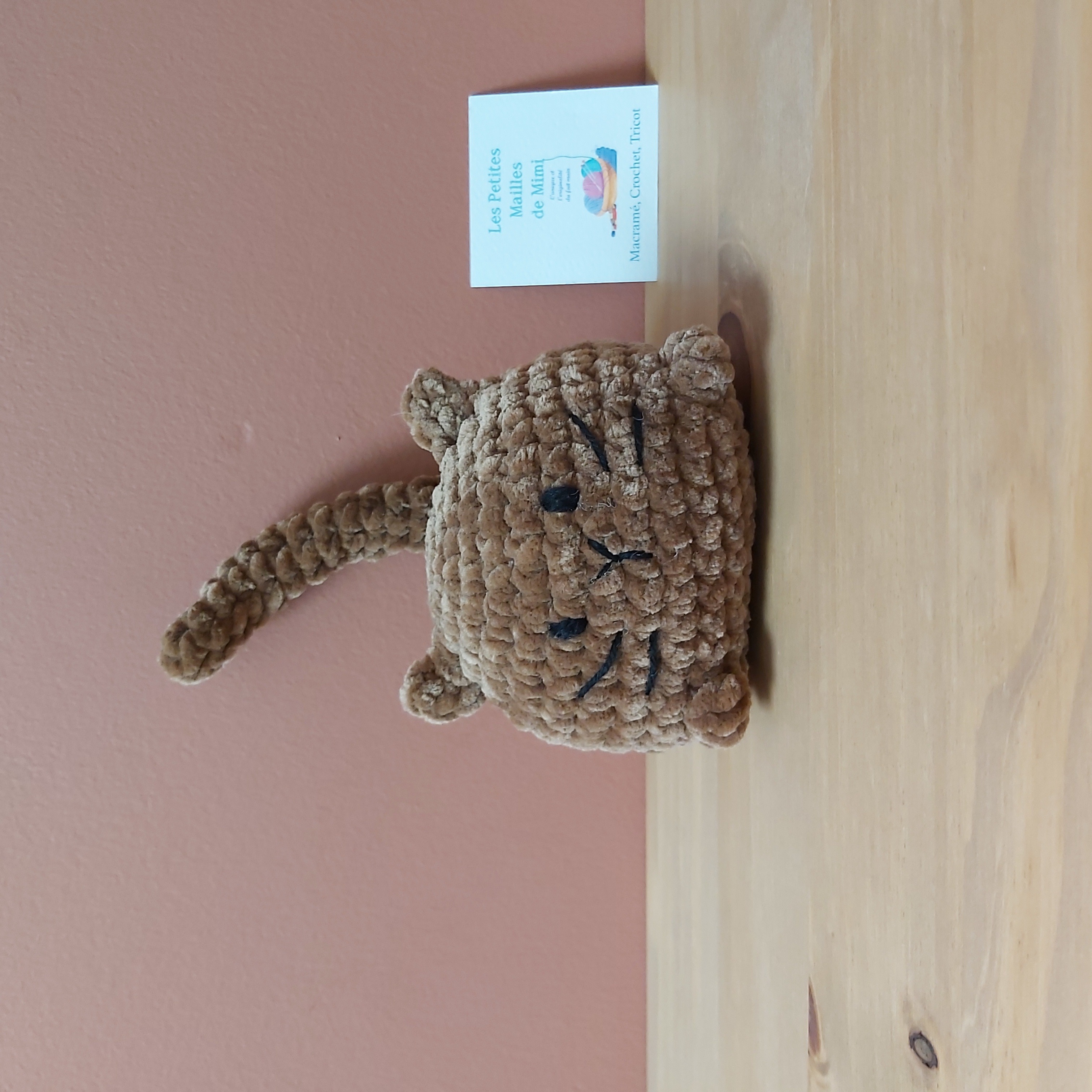 chaton marron