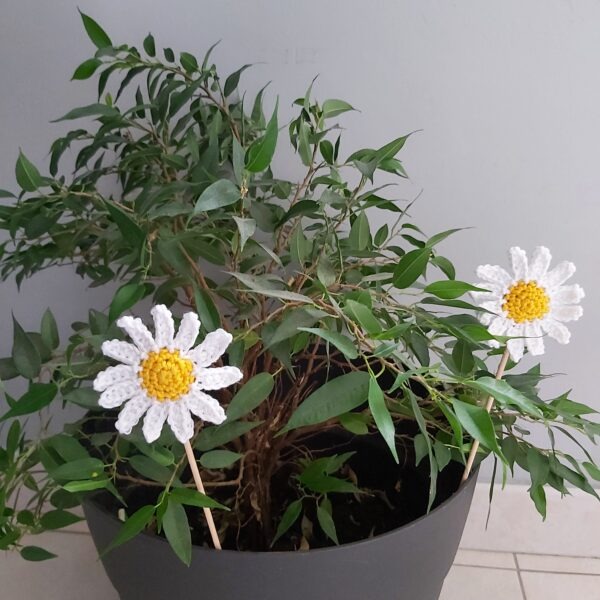 marguerite sur tige