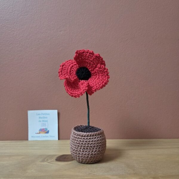 coquelicot dans pot
