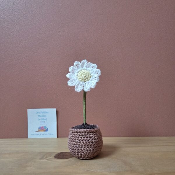 Marguerite dans pot